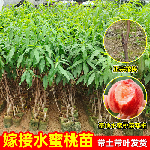 嫁接水蜜桃树苗早熟桃树树苗南北方种植桃子苗当年结果特大果树苗