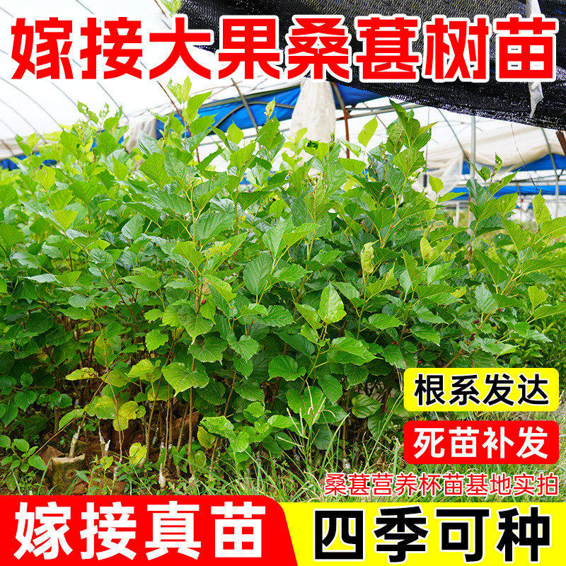 桑葚树苗嫁接四季桑树台湾无籽