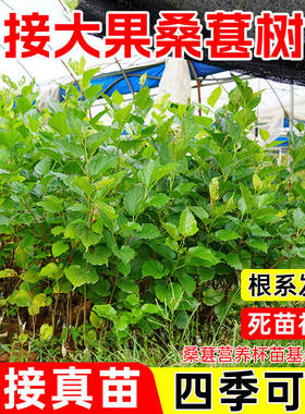 桑葚树苗嫁接四季桑树台湾无籽