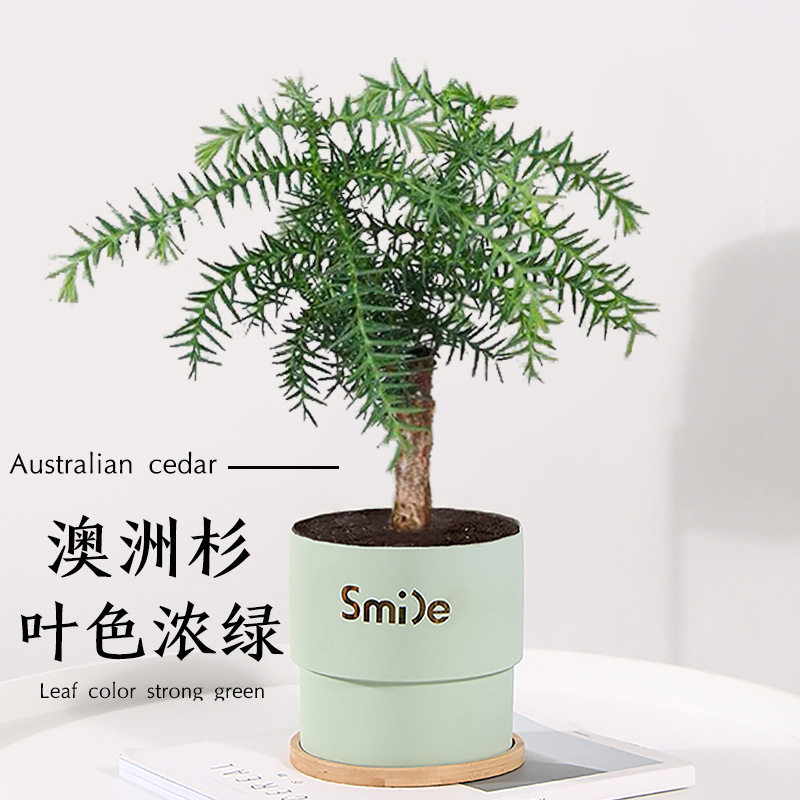 澳洲杉盆景老桩南洋杉真绿植