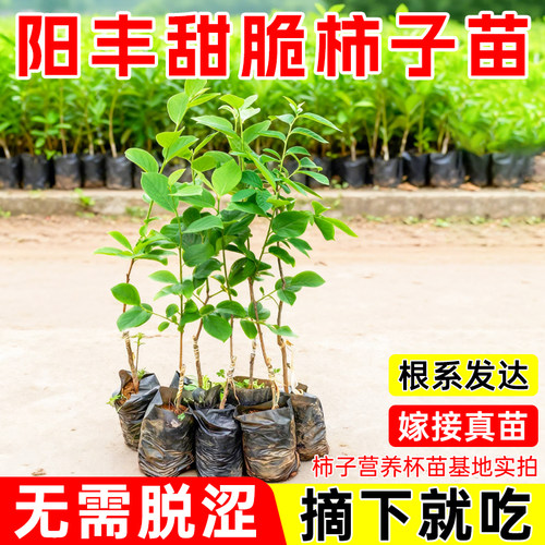 柿子树苗嫁接树苗甜柿子苗