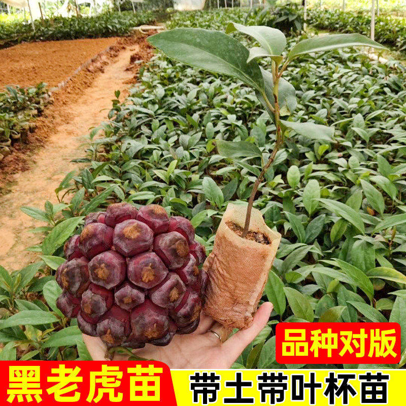 黑老虎树苗布福娜种苗大血藤冷饭团恶魔果实大苗带土发货带土带叶