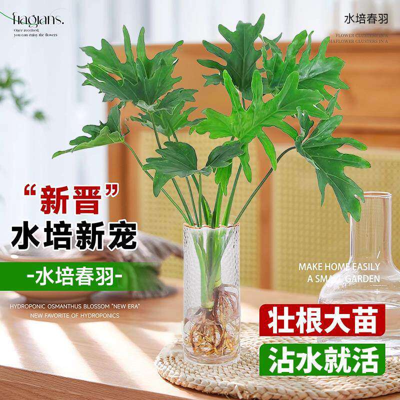 水培植物春羽盆栽室内水养绿植