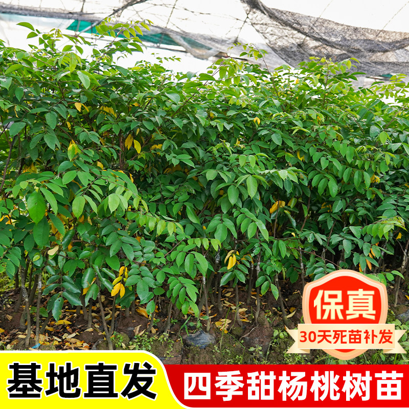 杨桃树果苗当年结果大苗带土带叶四季甜杨桃南方种植庭院盆栽地栽,鲜花速递/花卉仿真/绿植园艺,果树,淘宝优惠券,粉丝福利购,淘宝优惠卷