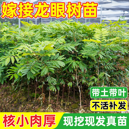 广西龙眼树嫁接果树苗