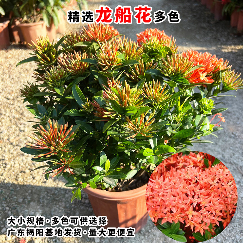 百日红龙船花盆栽树苗庭院阳台仙丹花四季开花观赏花卉苗绿植盆栽