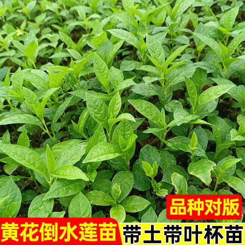 正宗中草药黄花倒水莲观音串树苗黄花大远志种苗庭院阳台绿植盆栽