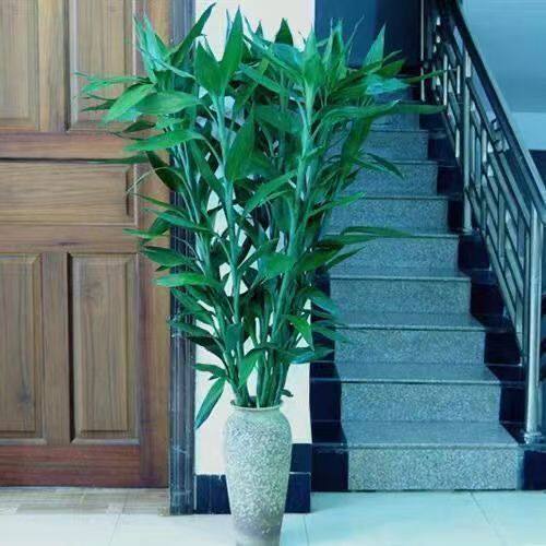 富贵竹花水养粗枝大叶卧室水培植物办公室防辐射客厅大型绿植盆栽