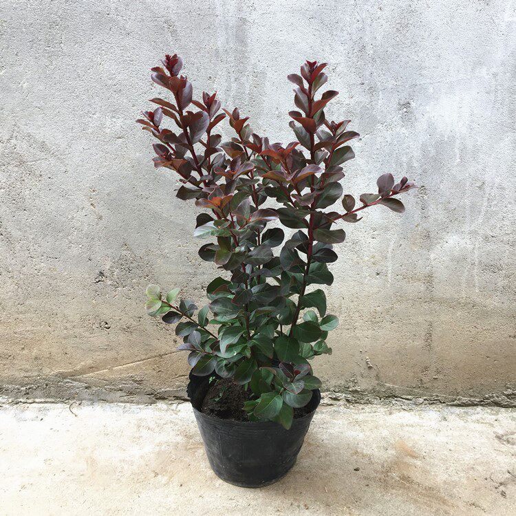 深粉紫薇花盆栽带花苞耐晒苗