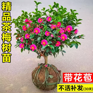 茶梅花苗带花苞四季山茶花树苗室内外花卉盆栽阳台花园耐寒绿植物