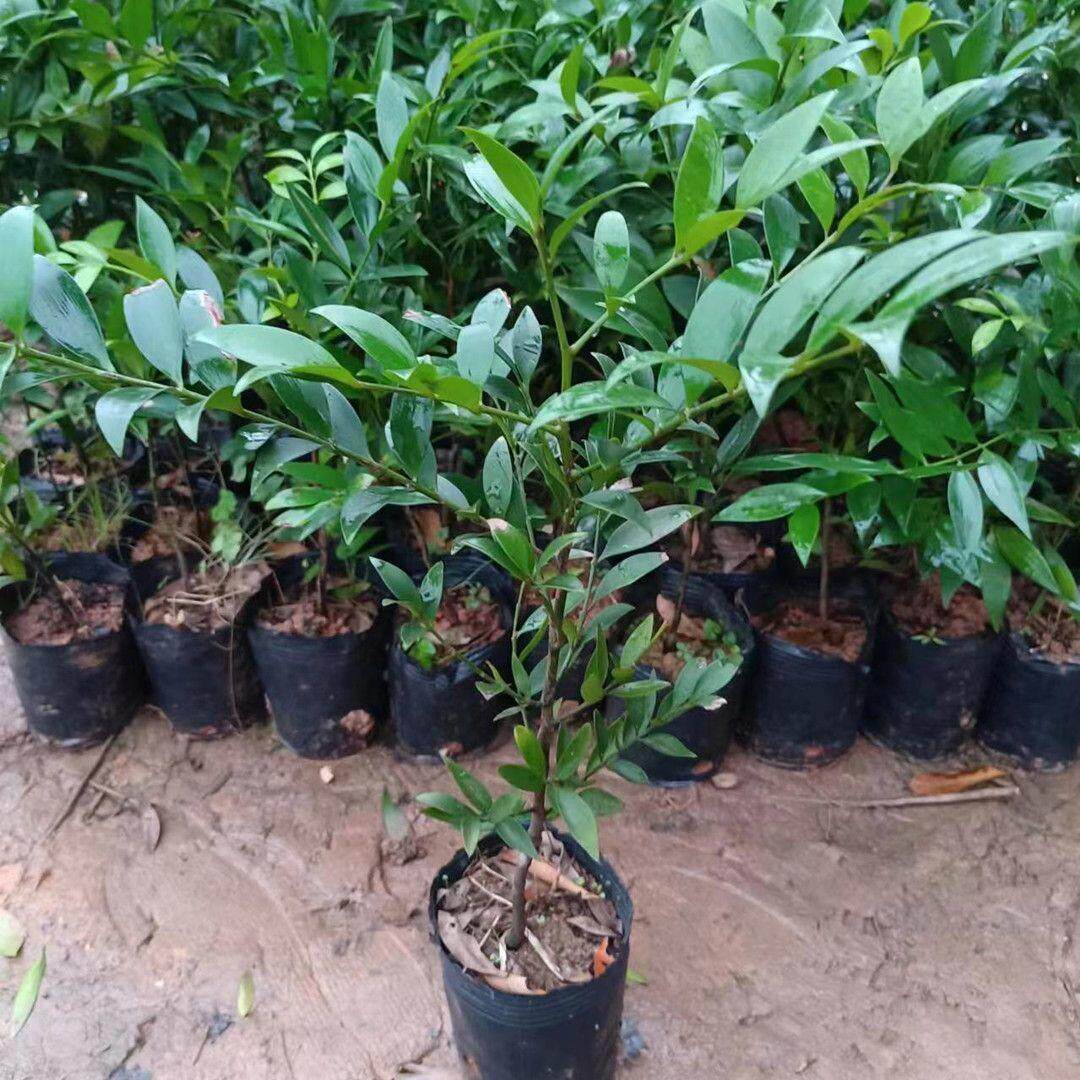 办公室内四季常青绿植物驱虫竹