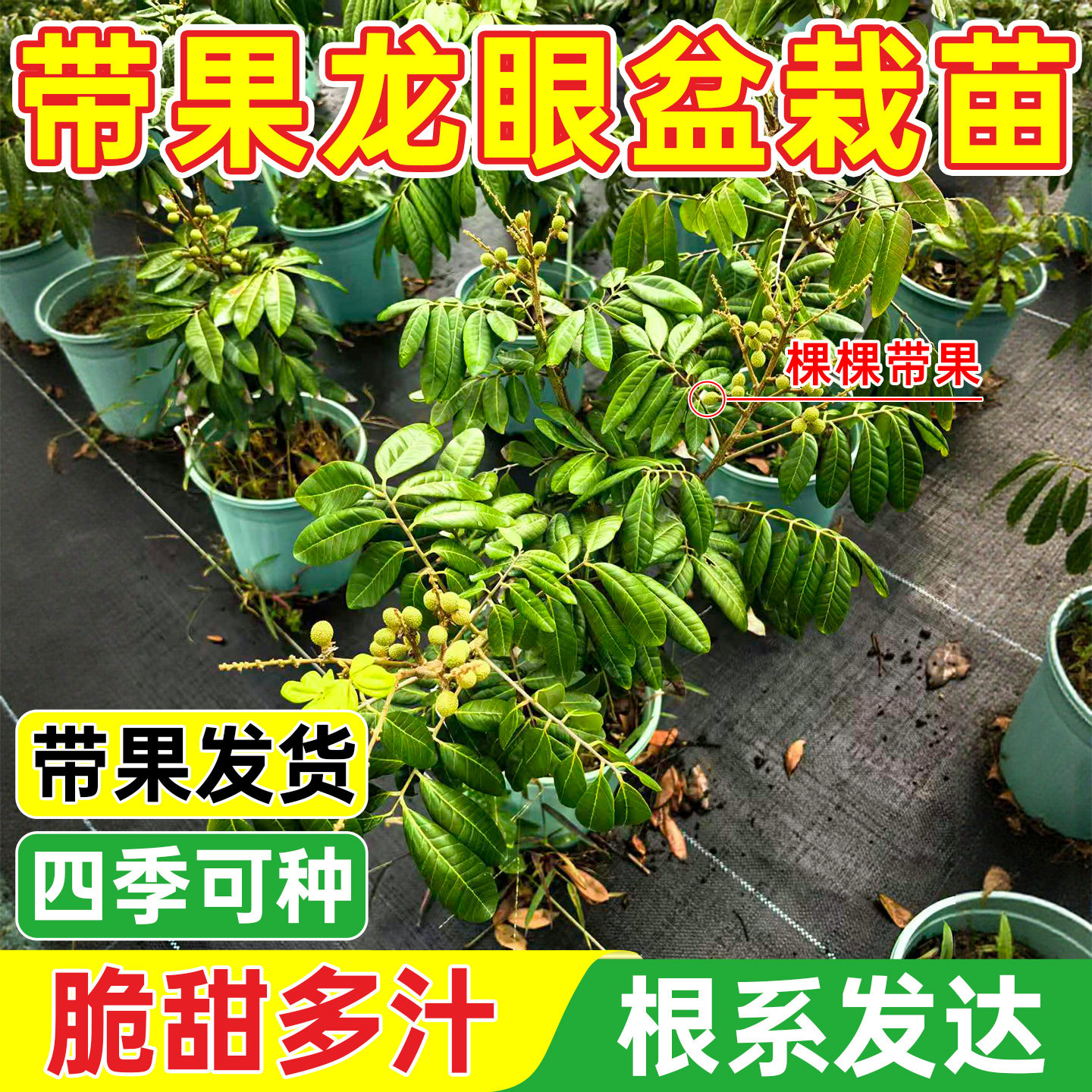 四季龙眼树苖带果发货嫁接盆栽地栽树苗南方四季种植易活当年结果