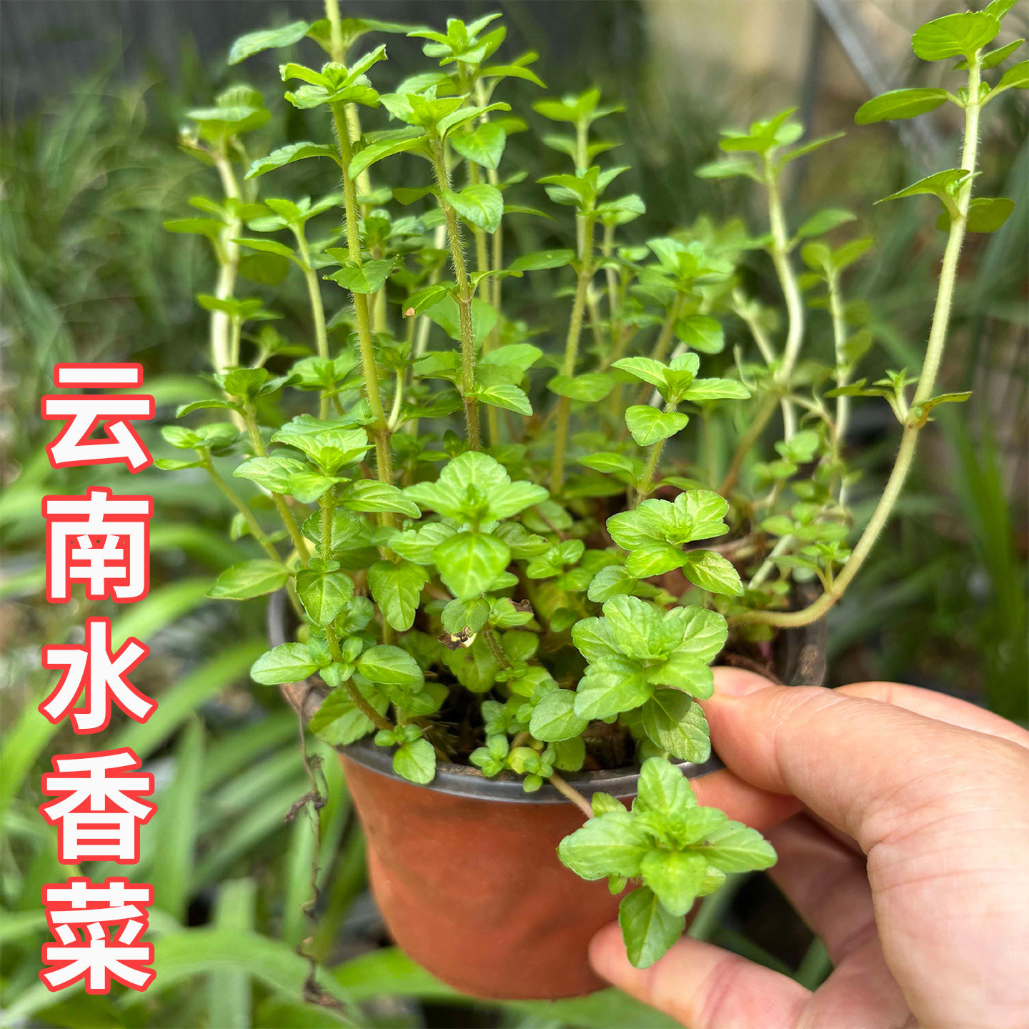 云南水香菜老红根盆栽苗易种