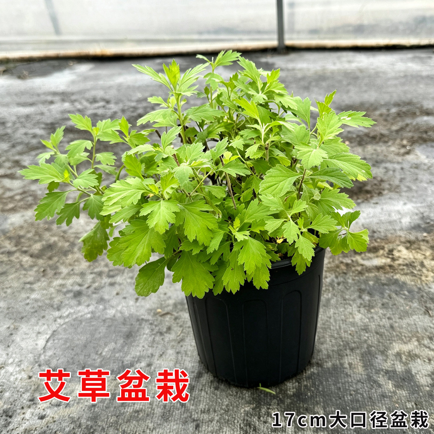 艾草可食用多年生香草绿植物盆栽做青团泡水泡脚驱寒庭院阳台种植