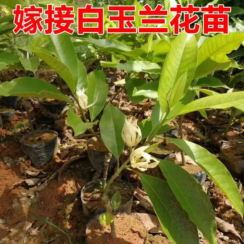 白玉兰鲜花朵树苗大型庭院植物玉兰花苗盆栽花卉可药用四季种易种