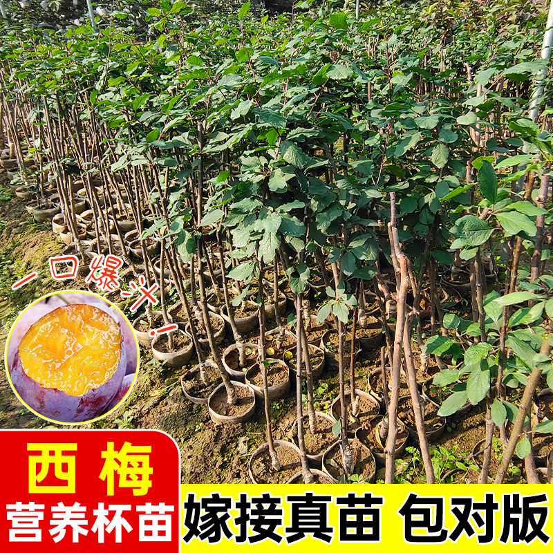 正宗西梅树苗阳台客厅四季种植果树果苗南北方嫁接高产耐寒水果苗