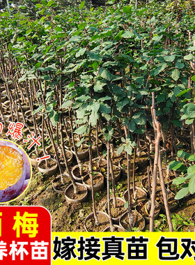 西梅树苗阳台客厅四季种植
