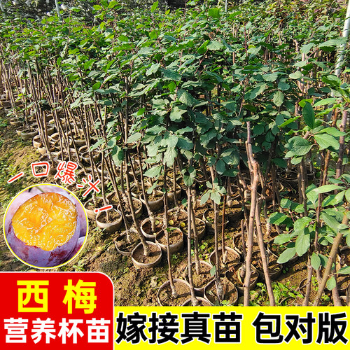 西梅树苗阳台客厅四季种植