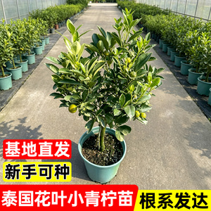 海南小青桔树苗盆栽可食用四季桔橘四季开花阳台庭院青桔柠檬鸿业