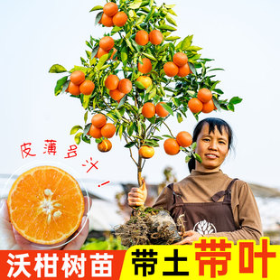 沃柑树苗当年结果广西正宗091无籽嫁接橘子沙糖桔皇帝柑盆栽带果
