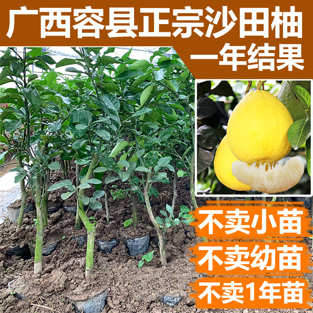 沙田柚子树苗嫁接当年结果特大庭院种植红心蜜柚泰国红宝石青柚苗在类目 鲜花速递/花卉仿真/绿植园艺, 花园植物/行道树/果树, 果树中 - 来自Buy2taobao.com提供专业的淘宝代购服务