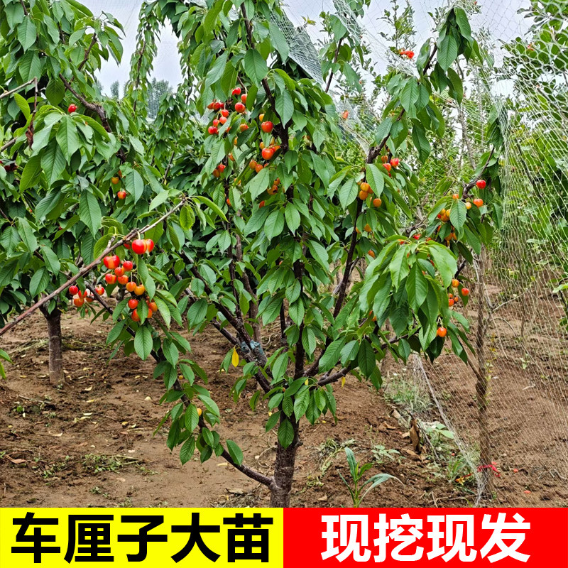 矮化嫁接车厘子盆栽果树当年结果