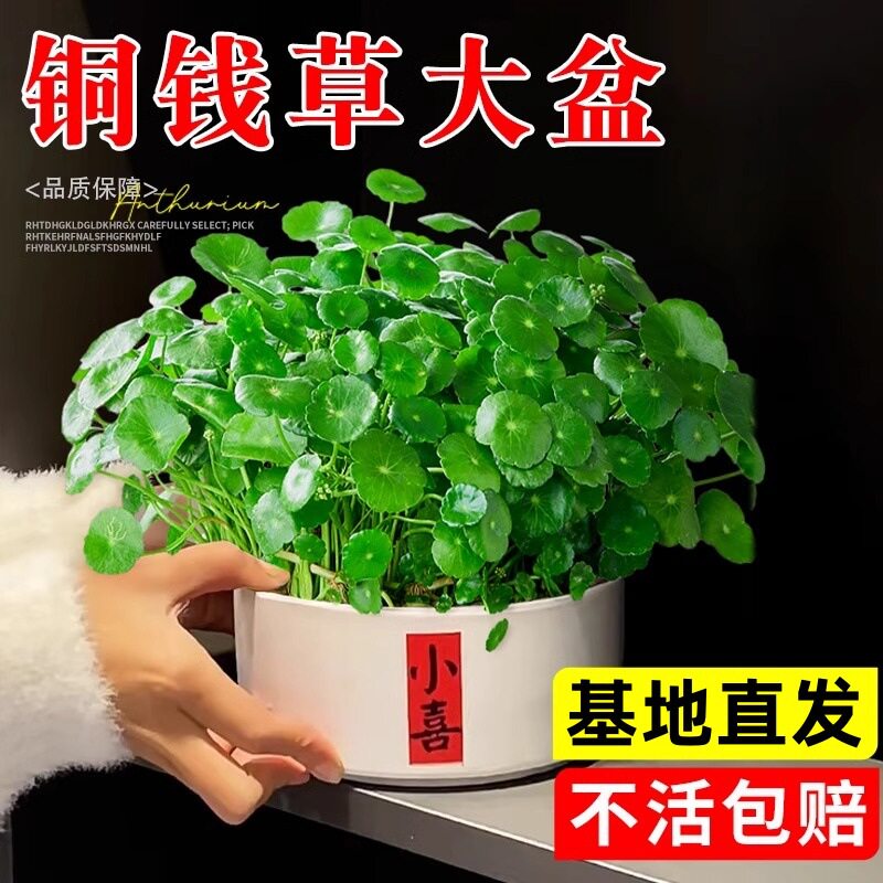 大叶铜钱草水培绿植好养桌面盆栽