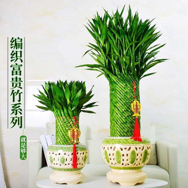 节节高富贵竹植物开运竹子盆栽