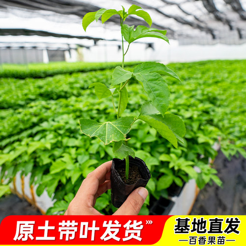 四季结果嫁接大苗黄金百香果