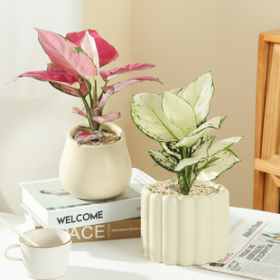 白如意绿植物盆栽室内水培吉利红皇后四季耐寒好养小盆景花卉摆件