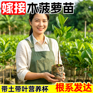 木菠萝苗泰国8号菠萝蜜树苗12号红肉四季黄肉榴莲蜜南方地栽盆栽