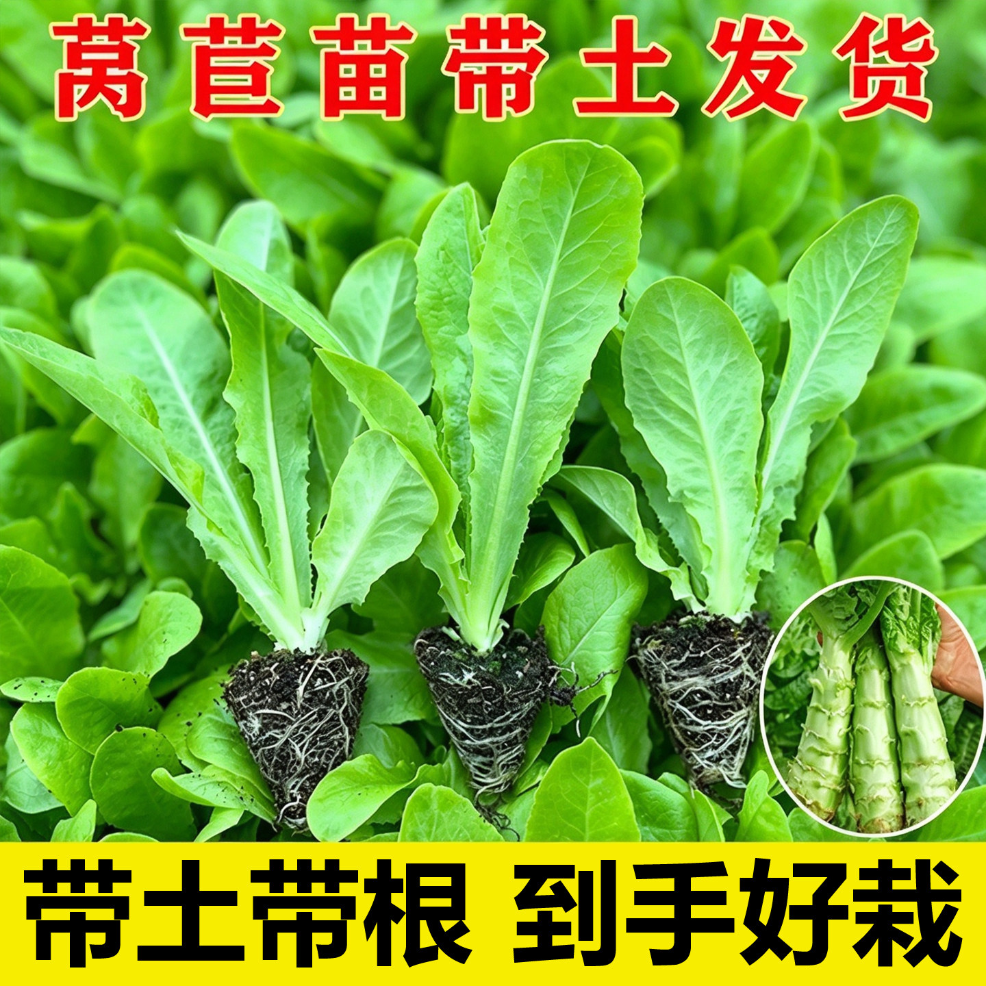 绿莴笋青皮莴苣苗秧苗秋冬四季苗阳台盆栽苗庭院种植耐寒蔬菜好苗