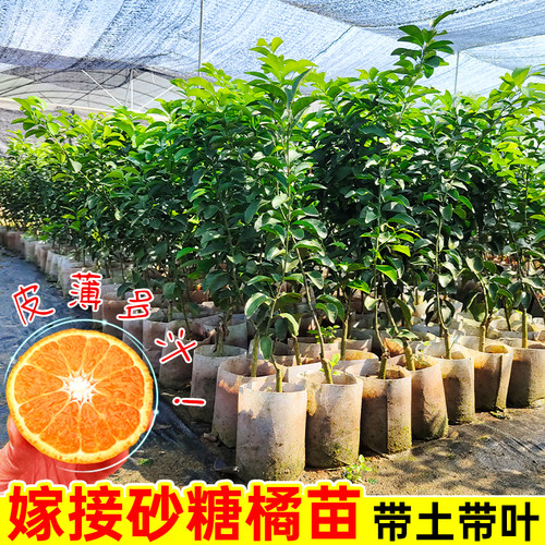 嫁接砂糖橘树苗广西金秋砂糖橘树无籽砂糖橘树苗盆栽地栽当年结果