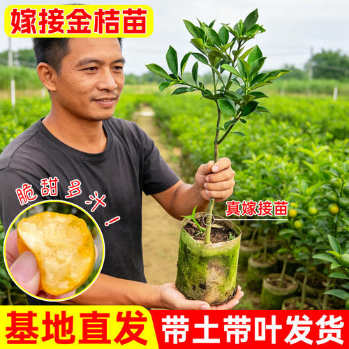 脆皮金桔树苗带土带叶包成活