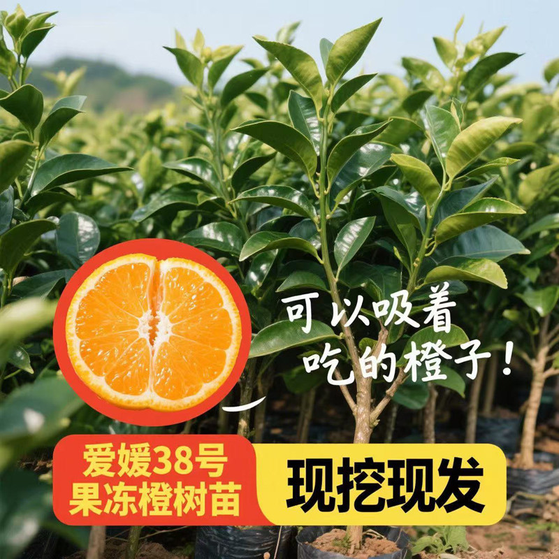 爱媛38号柑橘苗嫁接早甜甜柑橘苗树苗早熟柑桔树苗果冻橙当年结果