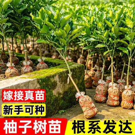 广西容县正宗柚子树苗红心蜜柚泰国红宝石青柚盆栽南方种植嫁接苗