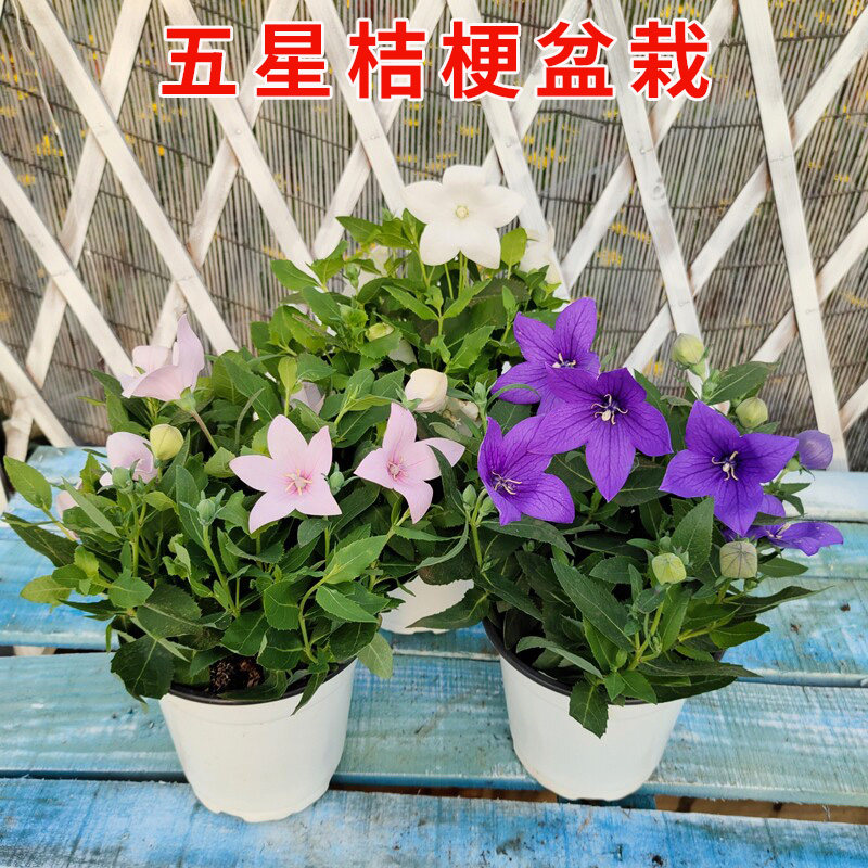 五星桔梗盆栽包袱花苗中国桔梗铃铛耐寒花卉阳台庭院种植基地直发