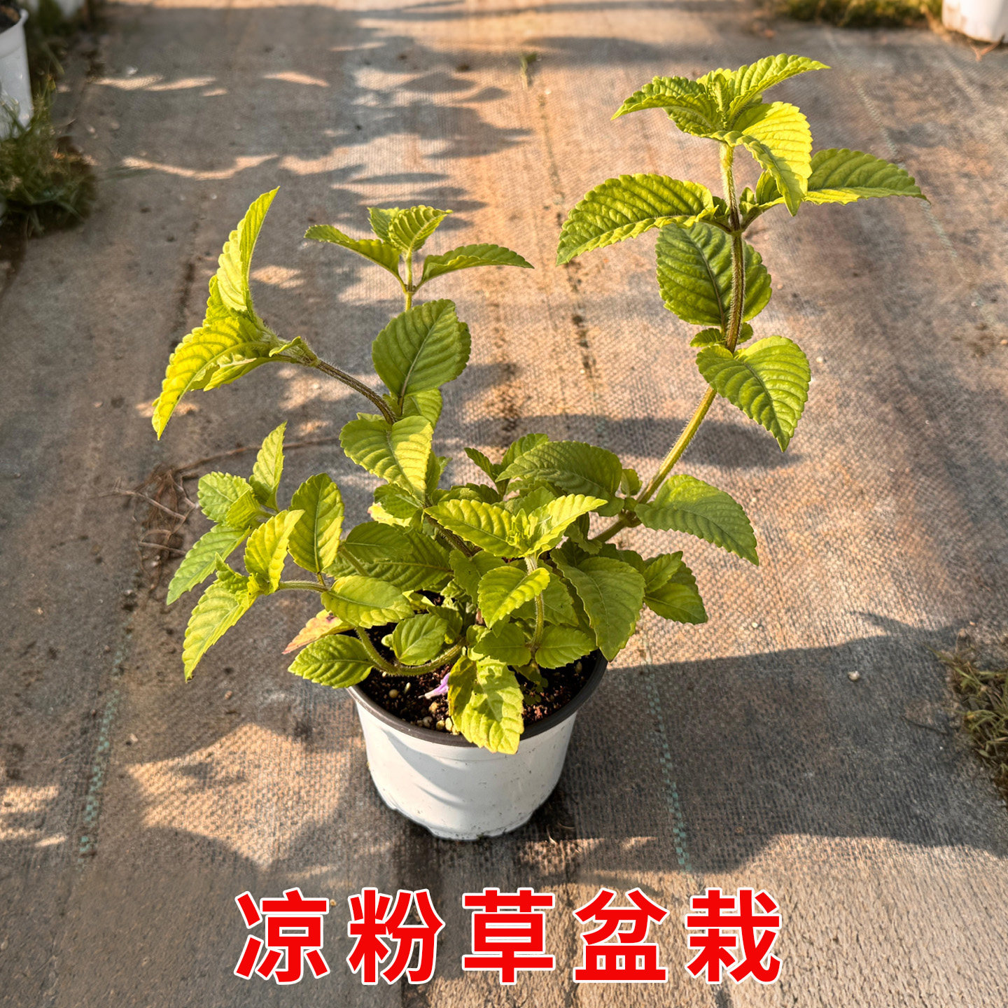 凉粉草盆栽可食用仙草烧仙草盆栽仙人冻阳台庭院种植绿植带土带叶