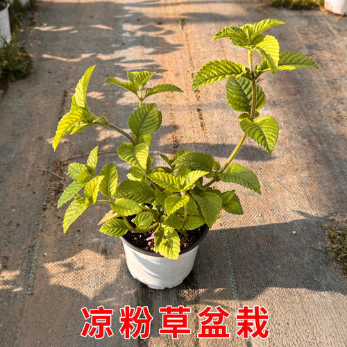 凉粉草盆栽可食用仙草烧仙草盆栽仙人冻阳台庭院种植绿植带土带叶