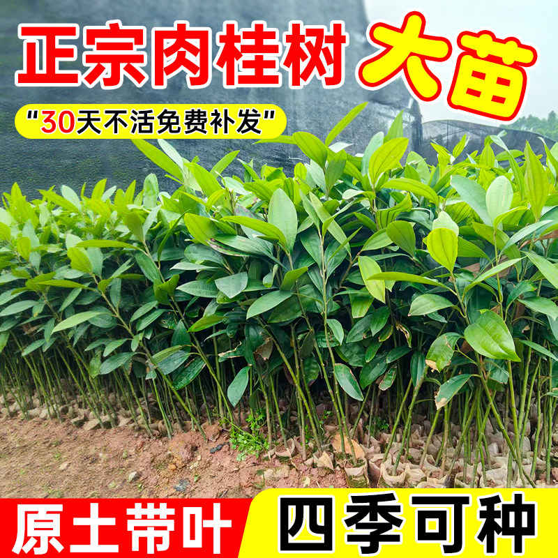 肉桂营养杯苗食用大料调味香料叶桂皮玉桂树南北方四季种植带土发