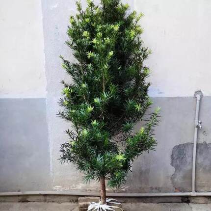 罗汉松树苗大树雀舌盆景大型庭院楼顶树观叶四季常青趣味造型大树