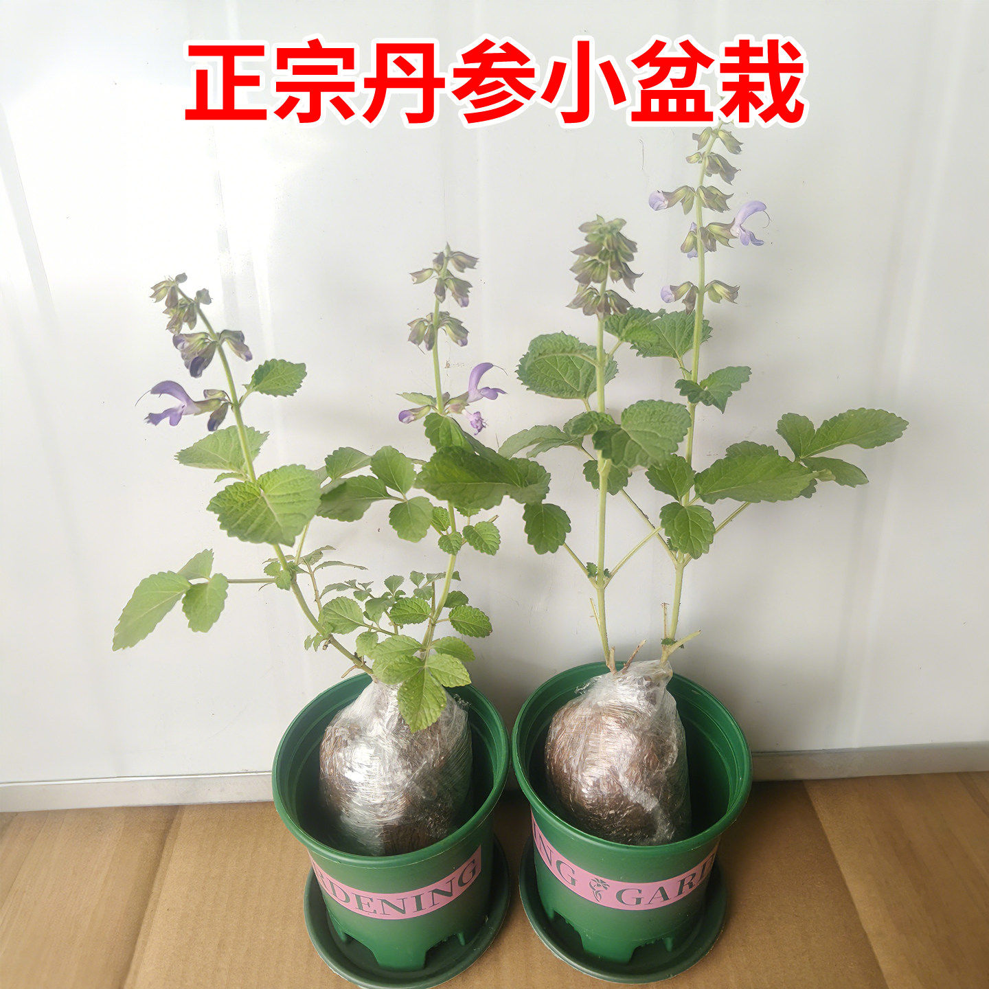 丹参种苗中草药材丹参苗血参苗紫花丹参幼苗四季种植盆栽地栽药材