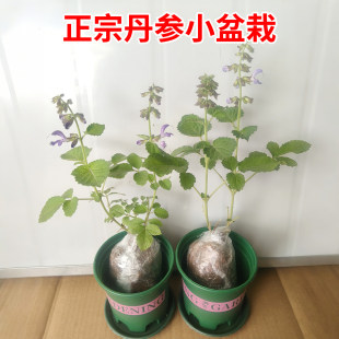 丹参种苗中草药材丹参苗血参苗紫花丹参幼苗四季种植盆栽地栽药材
