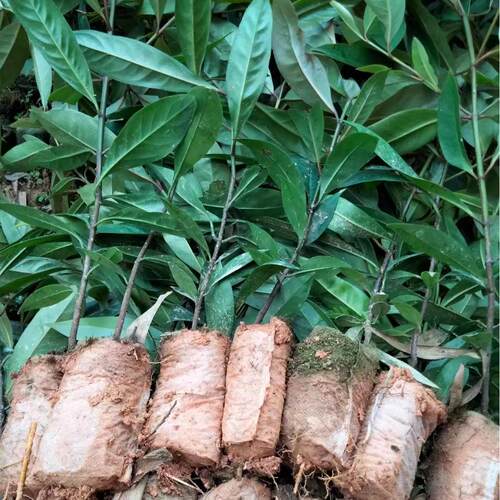 山竹树苗嫁接高产无籽山竹