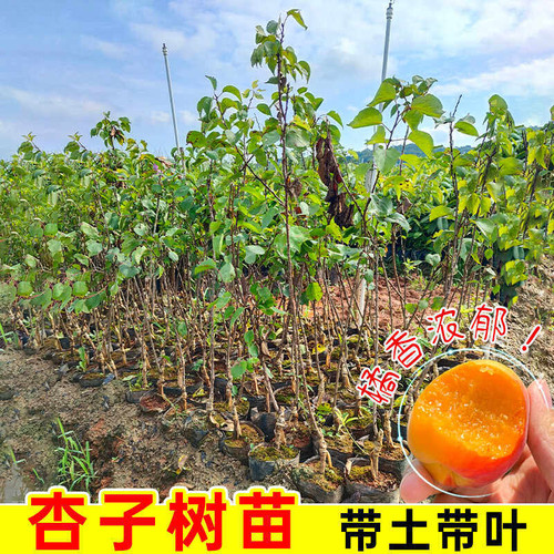 嫁接金太阳杏子树苗带土带叶早熟