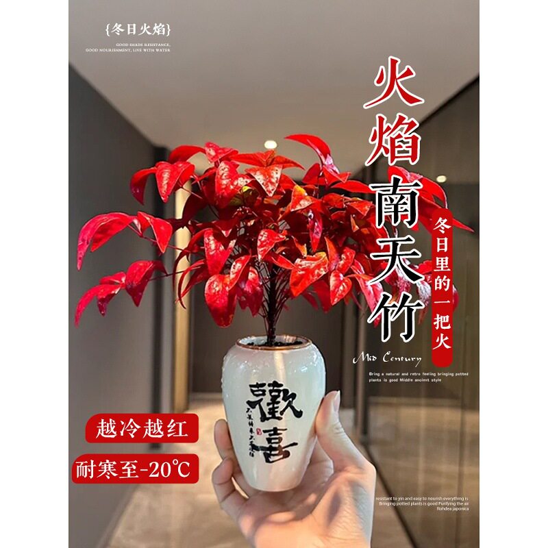火焰南天竹盆栽办公室内桌面招财绿植花卉耐寒好养旺宅净化空气