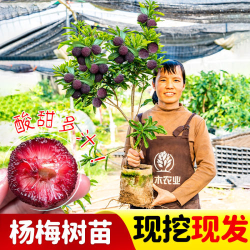 正宗东魁杨梅树苗带土带叶嫁接黑炭杨梅苗早熟杨梅树果苗当年结果