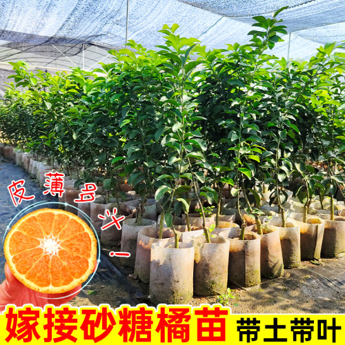 嫁接砂糖橘树苗广西金秋砂糖橘树无籽砂糖橘树苗盆栽地栽当年结果