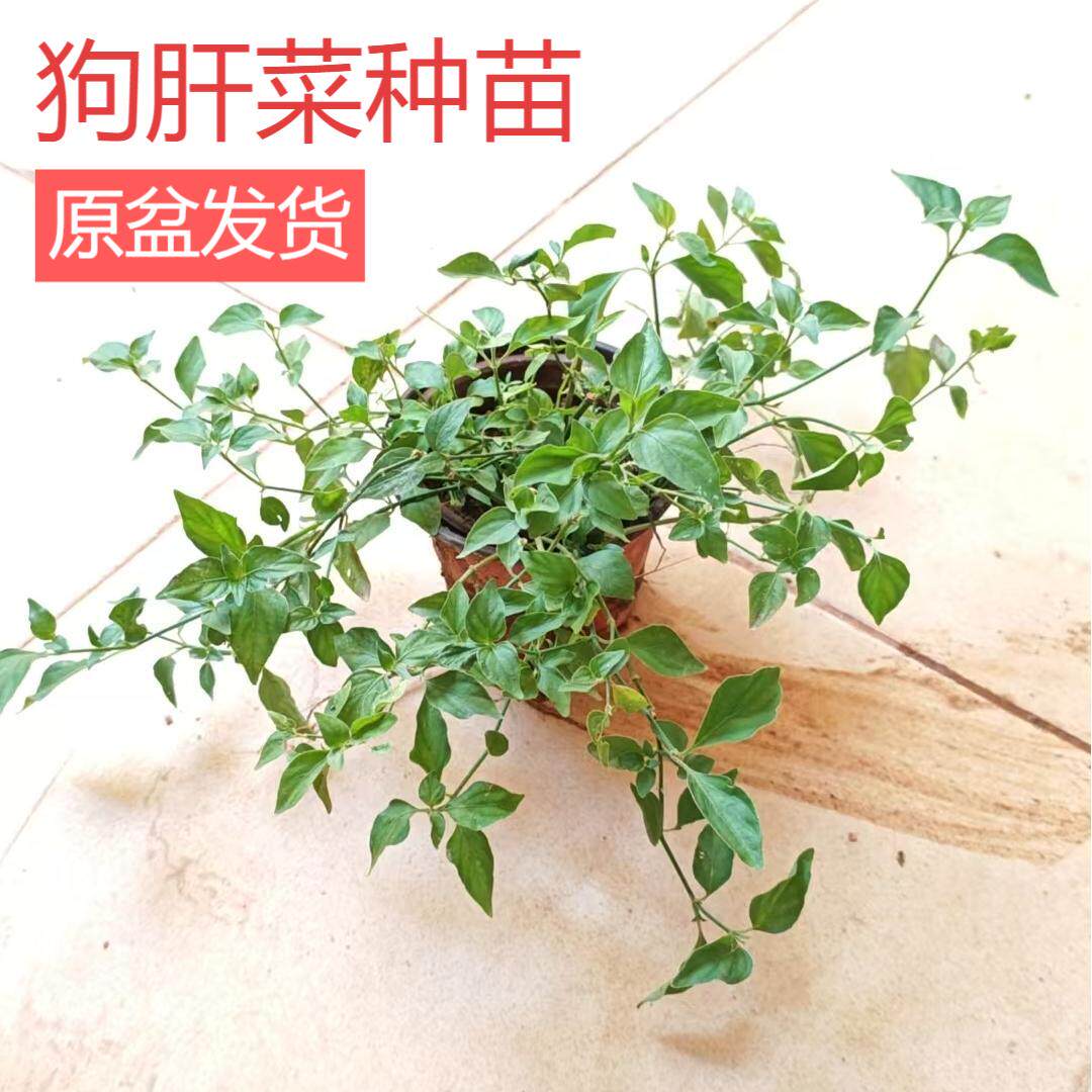 乌面草种植苗新鲜狗肝菜九头狮子草广西野红蓝青蛇仔路边青猪肝菜
