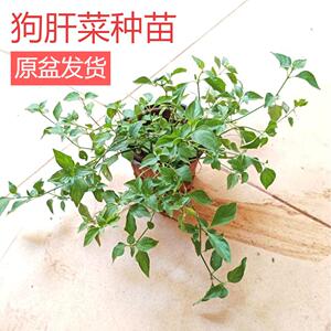 乌面草种植苗新鲜狗肝菜